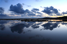 Barnacle Geese flying in to roost over marshes reflection, Mersehead