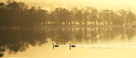 Swans on Ullswater on a misty Lake District morning in winter, December