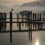 Derwentwater Gulls on Keswick Boat Landings