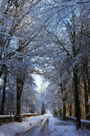 Snowy road and trees of Inglewood leading to Inglewood Bank, near Bowscar, Penrith, Cumbria