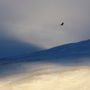 Bird flying over sunlit Kirkdale valley leading to snowy Cross Fell in Norther Pennines