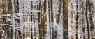 Winter snow and late afternoon light through trees in Smithy Wood, Eden valley near Penrith