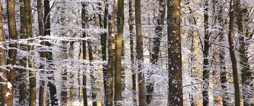 Winter snow and late afternoon light through trees in Smithy Wood, Eden valley near Penrith