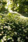 Sunlight falling on a carpet of Wild Garlic flowers in Lowther Woods near Penrith