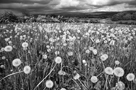Dandelion Heads on mass in field near Great Salkeld with Eden Valley and Pennines in background, Cumbria