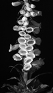 Image of a white foxglove (Digitalis Purpurea 'Alba') sidelit by evening sun