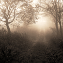 Luham Lane, Luhamhill in the Eden Valley with light shiningg through misty trees