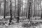 Snow in Greystoke Forest - Click to enlarge Black and white image of snow blown onto tree trunks in Greystok Forest, North Lake District, Cumbria