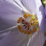 Delicate macro shot of lilac coloured Abutilon flower, Malvacae family of plants