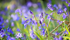 Close up of Bluebells in late afternoon sun in Helbeck Wood, near Brough, Cumbria