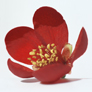 Macro shot showing close up of red Japanese Quince, Chaenomeles Japonica, flower with pollen on bright yellow anthers, set on pure white background