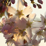 Macro image of cherry blossom, Prunus Serrulata cultivar, in garden of Croft House, Great Salkeld, Eden Valley, Cumbria
