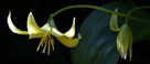Striking macro shot of yellow Dogs Tooth Violet, Erythronium, flowers and leaf lit by sunlight with dark shadow behind