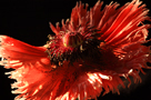 Powerful macro image of red poppy, Papaver, flower in evening light, showing close up of arching stamens and stigma disc in centre