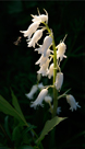 Sunlit white bluebell with hover fly approaching flower, Luham Lane in Eden Valley, near Penrith