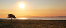 Lowering sun casting warm light over Criffel and Hawthorne tree on salt marsh grasses of Solway Firth