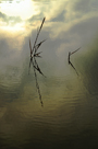 Sea Couch grass and sunlit sky reflected in sand pool, Solway Firth