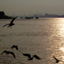 Gulls flying over the Tyne in sunshine with view up river from North Shields fish quay to shipyards